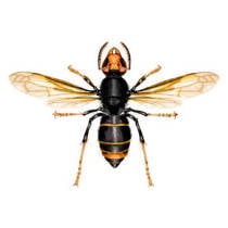 Avispa asiática