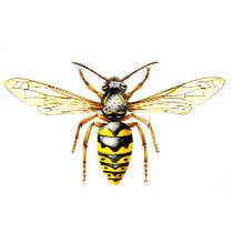 Avispa común