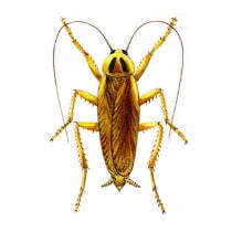 Cucaracha alemana