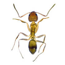 Hormiga argentina