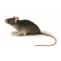 Rata gris