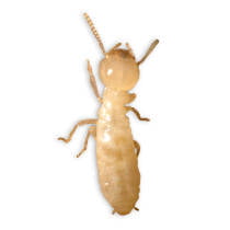 Termita