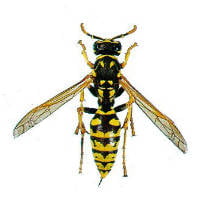 Avispa papelera