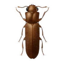 Carcoma Lyctidae