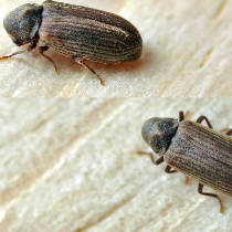 Carcomas