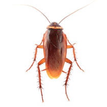 Cucaracha americana