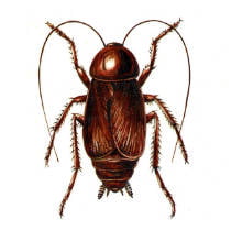 Cucaracha negra
