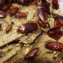 Cucarachas