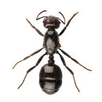Hormiga negra de jardín