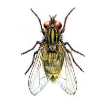 Mosca común