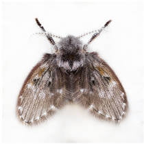Mosca de la humedad
