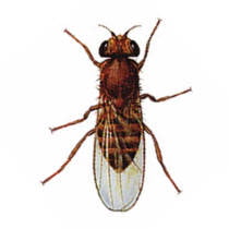 Mosca del vinagre o de la fruta