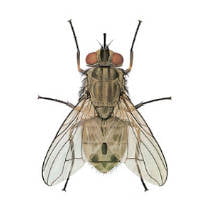 Mosca de los establos