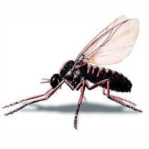 Mosca negra