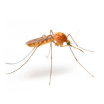 Mosquito género Anopheles