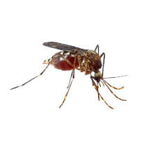 Mosquito tigre