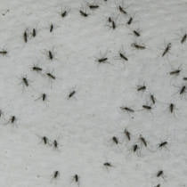 Mosquitos