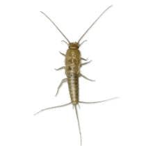 Pececillo de plata