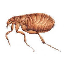 Pulga
