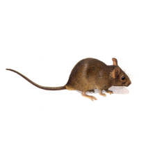 Ratón doméstico