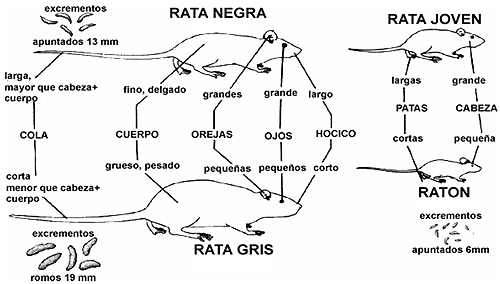 grafico_roedores
