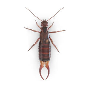 Tijereta