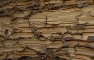 madera-hueca-restos-barro-termitas Madera hueca