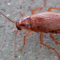 Desinsectación de cucarachas en Zaragoza