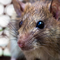 desratizacion-ratas-ratones-zaragoza-huesca-teruel Desratización de ratas y ratones en Zaragoza, Huesca y Teruel