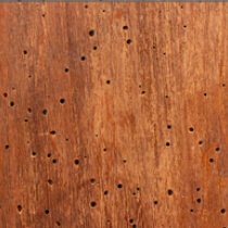 tratamiento-madera-carcoma-xilofagos-zaragoza-huesca-teruel Tratamiento de la madera contra carcoma y otros xilófagos en la madera en Zaragoza, Huesca y Teruel