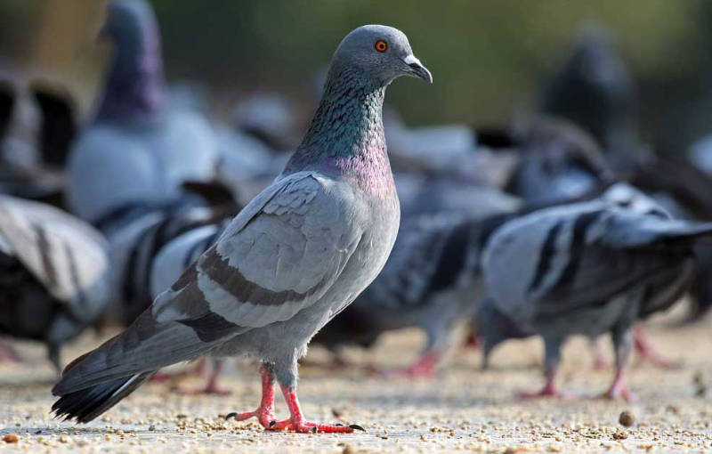 Control de palomas en Zaragoza
