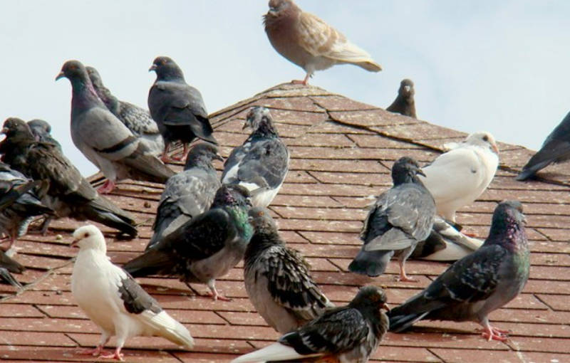 Palomas en viviendas y empresas de Zaragoza