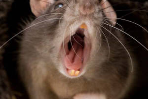 ruidos-ratas-ratones Ruido de ratas y ratones