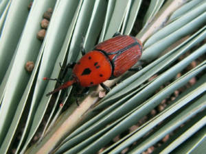 Ejemplar adulto picudo rojo
