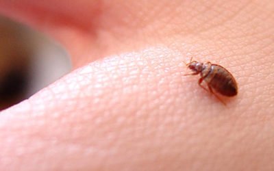 ¿Cómo se comportan las chinches de cama?