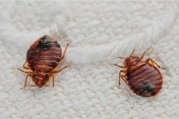 ¿Qué son las chinches de cama?