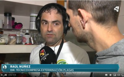 Nuestro director técnico en Aragon TV hablando sobre termitas