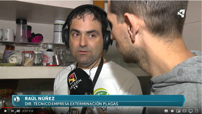termitas-aragontv Térmitas en Aragón Televisión