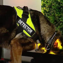 Tratamiento contra chinches con perro en Zaragoza